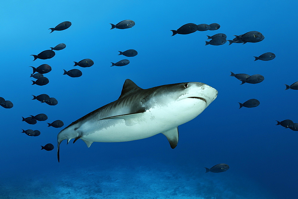 Tiger Shark (Galeocerdo cuvier) with shoal of fish Surgeonfishes (Acanthuridae), Indian Ocean, Fuvahmulah Island, Gnaviyani Atoll, Maldives, Asia