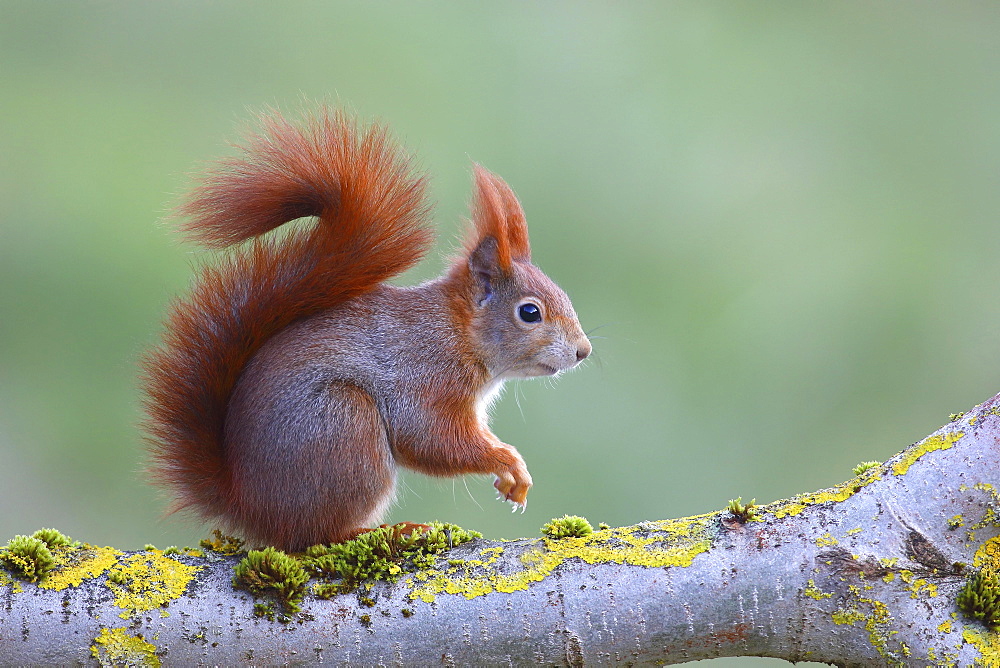 Eurasian red squirrel (Sciurus vulgaris) sitting on a lichen-covered branch, North Rhine-Westphalia, Germany, Europe