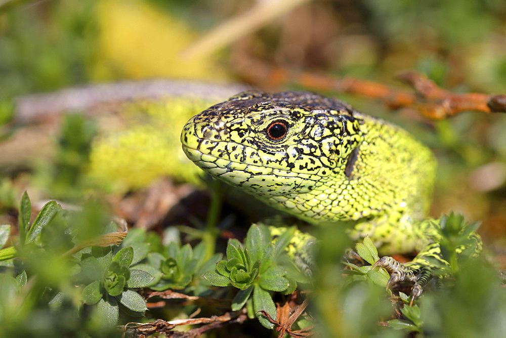 Sand lizard (Lacerta agilis), male, portrait, North Rhine-Westphalia, Germany, Europe