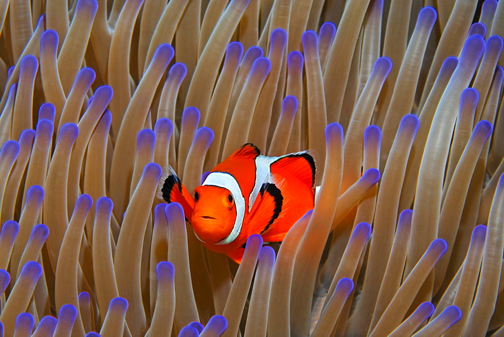 Ocellaris Clownfish (Amphiprion ocellaris) in Magnificent sea anemone (Heteractis magnifica), Great Barrier Reef, Coral Sea, Pacific Ocean, Australia, Oceania