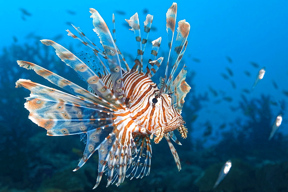 Red Lionfish (Pterois volitans) hunting Glassy Sweepers (Pempheridae), Great Barrier Reef, Coral Sea, Pacific Ocean, Australia, Oceania