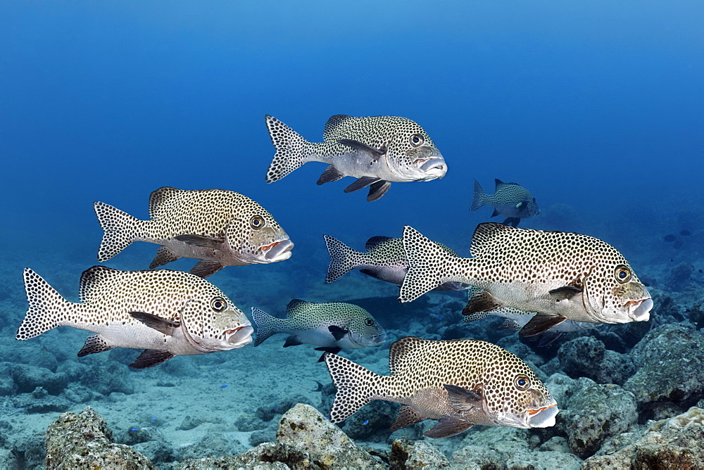 School of fish Harlequin sweetlips (Plectorhinchus chaetodonoides), Great Barrier Reef, Coral Sea, Pacific Ocean, Australia, Oceania