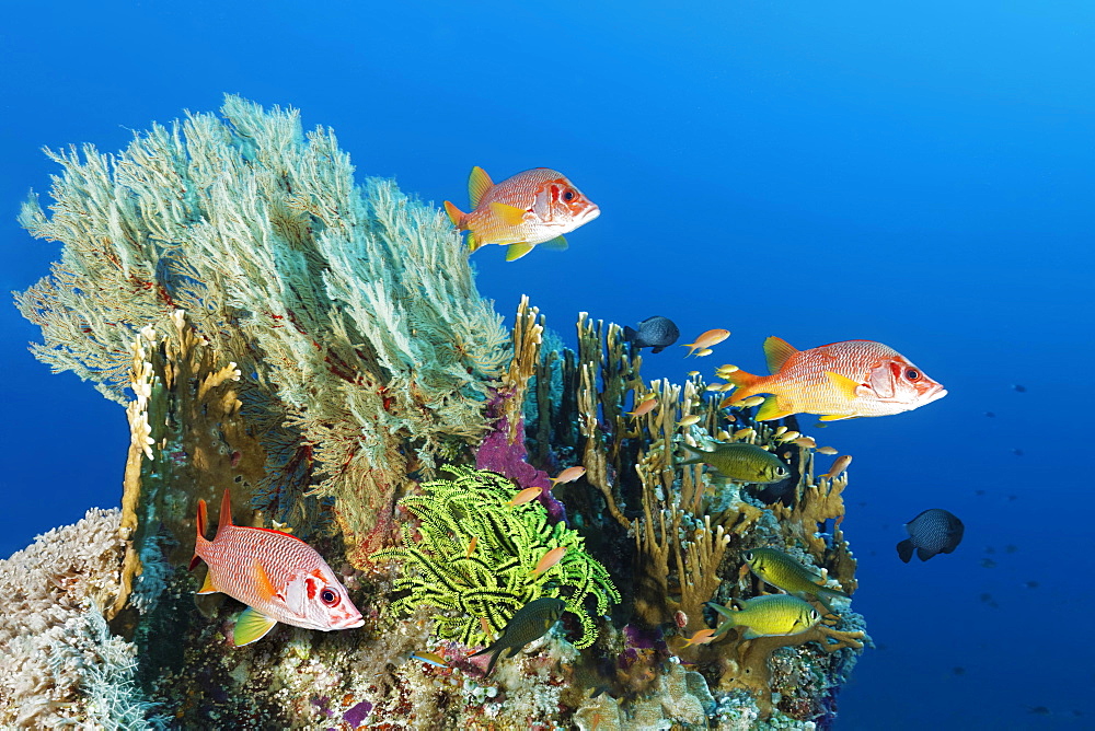 Coral block with different stony corals (Scleractinia), Melithaea gorgonian (Melithaea sp.), Feather star, yellow (Crinoidea) and Sabre squirrelfish (Sargocentron spiniferum), three, Great Barrier Reef, Coral Sea, Pacific, Australia, Oceania