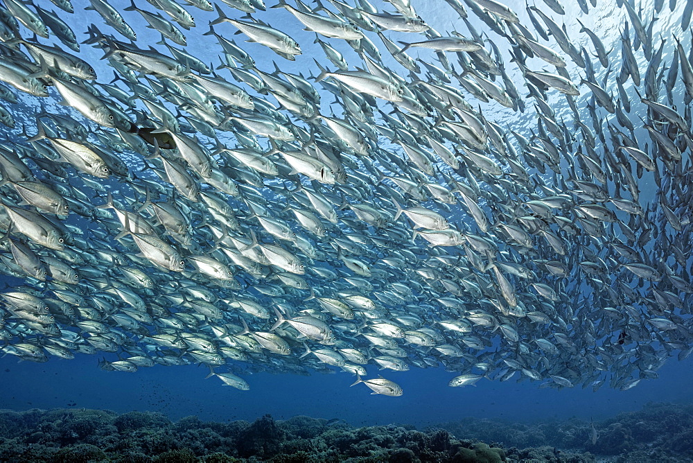 Swarm of fish Bigeye trevallies (Caranx sexfasciatus) swims over coral reef, Great Barrier Reef, Unesco World Heritage, Coral Sea, Pacific, Australia, Oceania