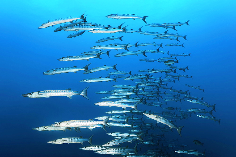 Swarm of fish Blackfin barracudas (Sphyraena qenie), swimming in blue water, Great Barrier Reef, Unesco World Heritage, Coral Sea, Pacific Ocean, Australia, Oceania