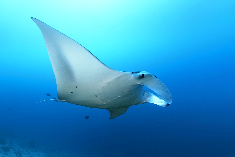 Reef manta ray (Mobula alfredi) swim with open head fins in blue water, Great Barrier Reef, Unesco World Heritage, Coral Sea, Pacific Ocean, Australia, Oceania