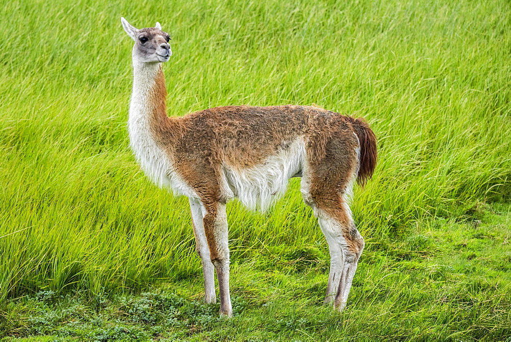 Guanaco (Llama guanicoe), stands on green grass, Torres del Paine National Park, Region de Magallanes y de la Antartica Chilena, Patagonia, Chile, South America