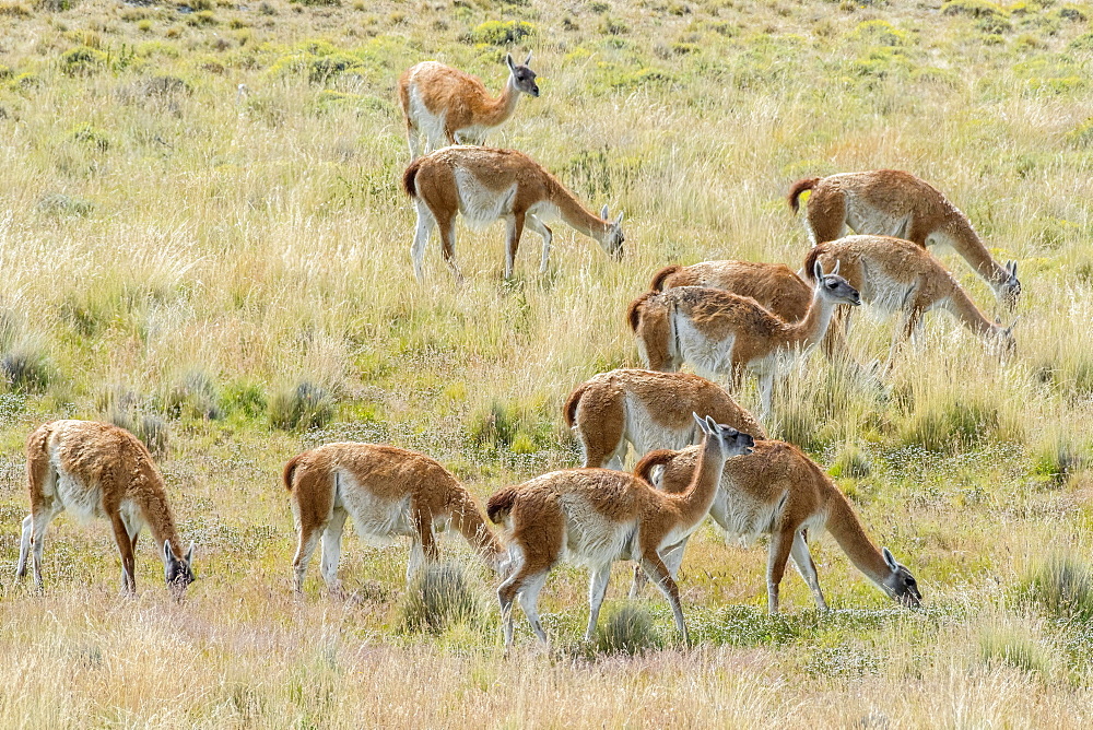 Guanacos (Llama guanicoe), Herd grazing in the field, Torres del Paine National Park, Region de Magallanes y de la Antartica Chilena, Patagonia, Chile, South America