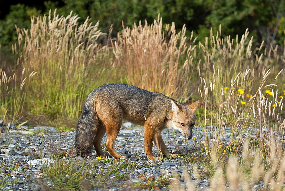 Andean fox (Lycalopex culpaeus) also , Torres del Paine National Park, Patagonia, Region de Magallanes y de la Antartica Chilena, Chile, South America