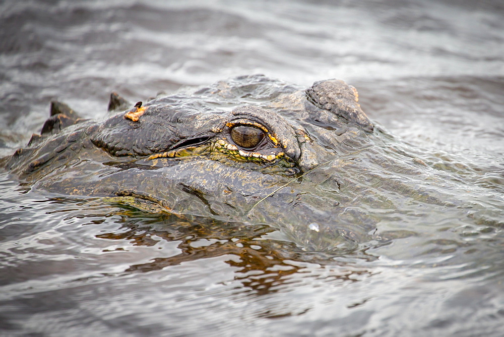 American alligator (Alligator mississippiensis) looks from water, animal portrait, Myakka River State Park, near Sarasota, Florida, USA, North America