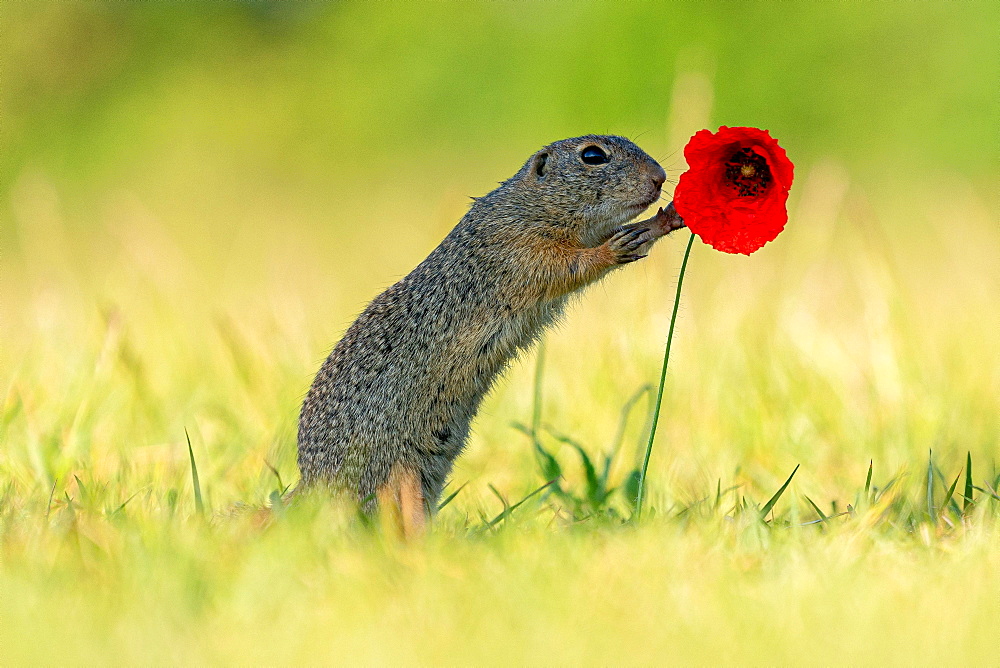 Suslik (Spermophilus citellus) on poppy in a meadow, Gerasdorf, Lower Austria, Austria, Europe