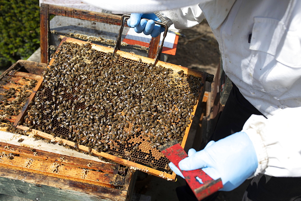 Beekeeper with protective suit controls honeyBees (Apis) on the comb on the stock, North Rhine-Westphalia, Germany, Europe