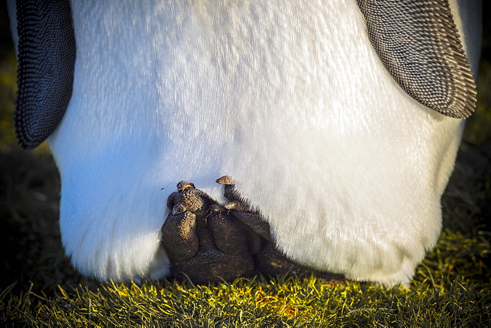 King penguin (Aptenodytes patagonicus) cools his body through elevated feet, partial view, Volunteer Point, Falkland Islands, Great Britain, South America