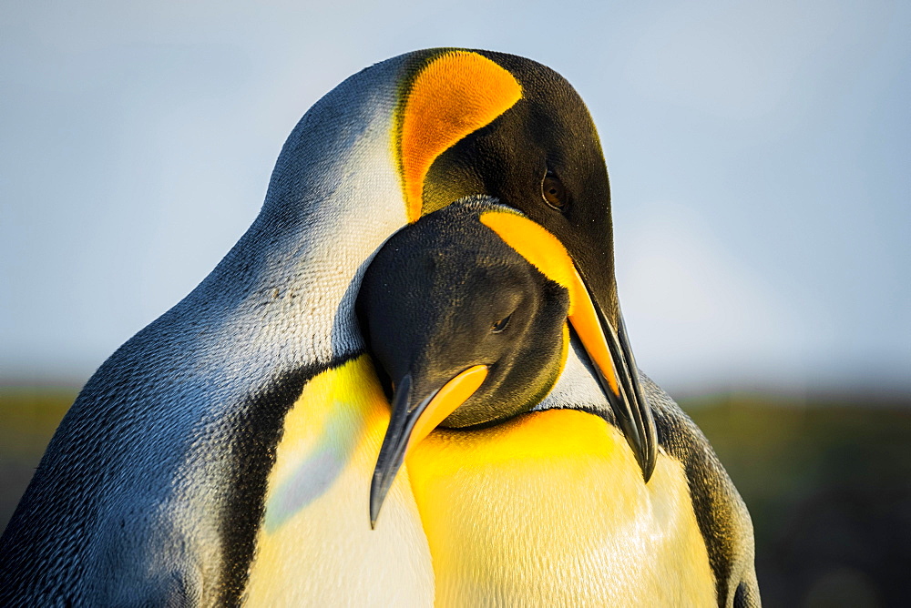 King penguins (Aptenodytes patagonicus), pair of animals, Volunteer Point, Falkland Islands, Great Britain, South America