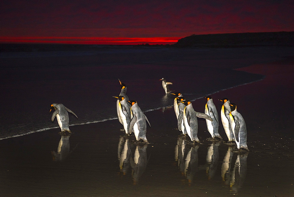 King penguins (Aptenodytes patagonicus), group runs into the sea at dawn, Volunteer Point, Falkland Islands, South America