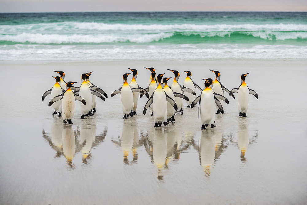 King penguins (Aptenodytes patagonicus), group on the beach in front of the surf, Volunteer Point, Falkland Islands, South America