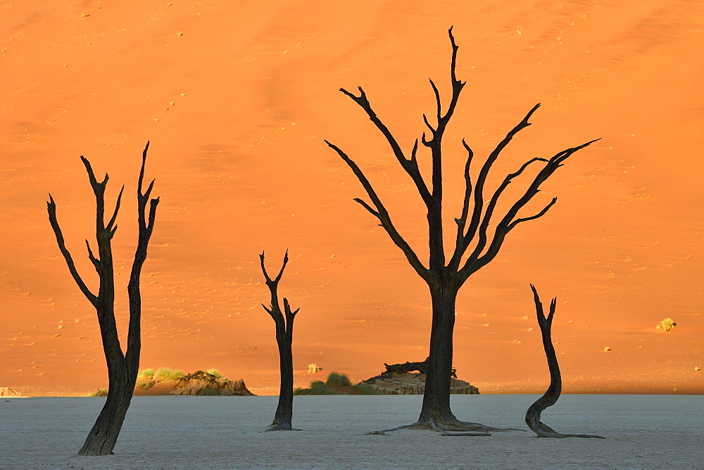 Dead camelthorn trees (Acacia erioloba) in Deadvlei, Sossusvlei, Namib Desert, Namib-Naukluft National Park, Namibia, Africa