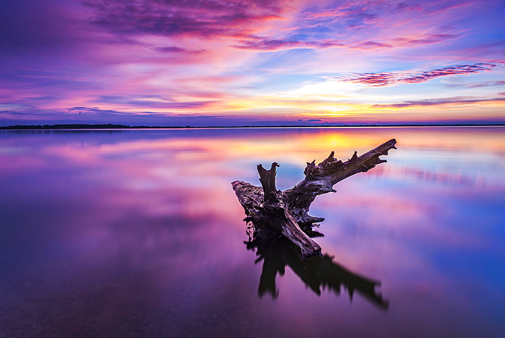 Tree trunk in water, sunset, backwater, Usedom, Mecklenburg-Western Pomerania, Germany, Europe