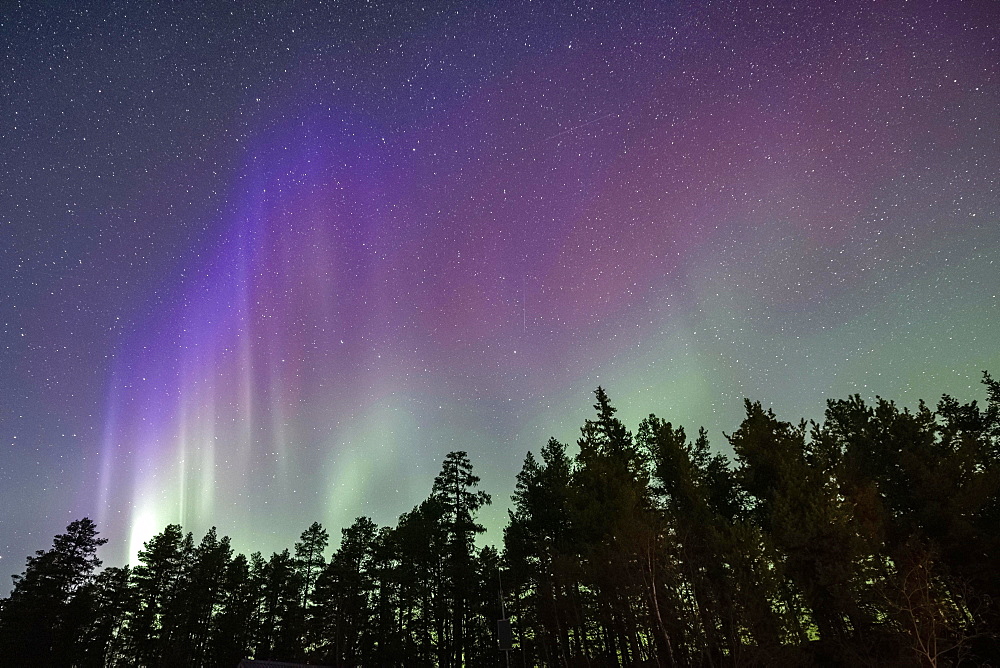 Northern lights over northern forest, Jokkmokk, Norrbottens laen, Sweden, Europe