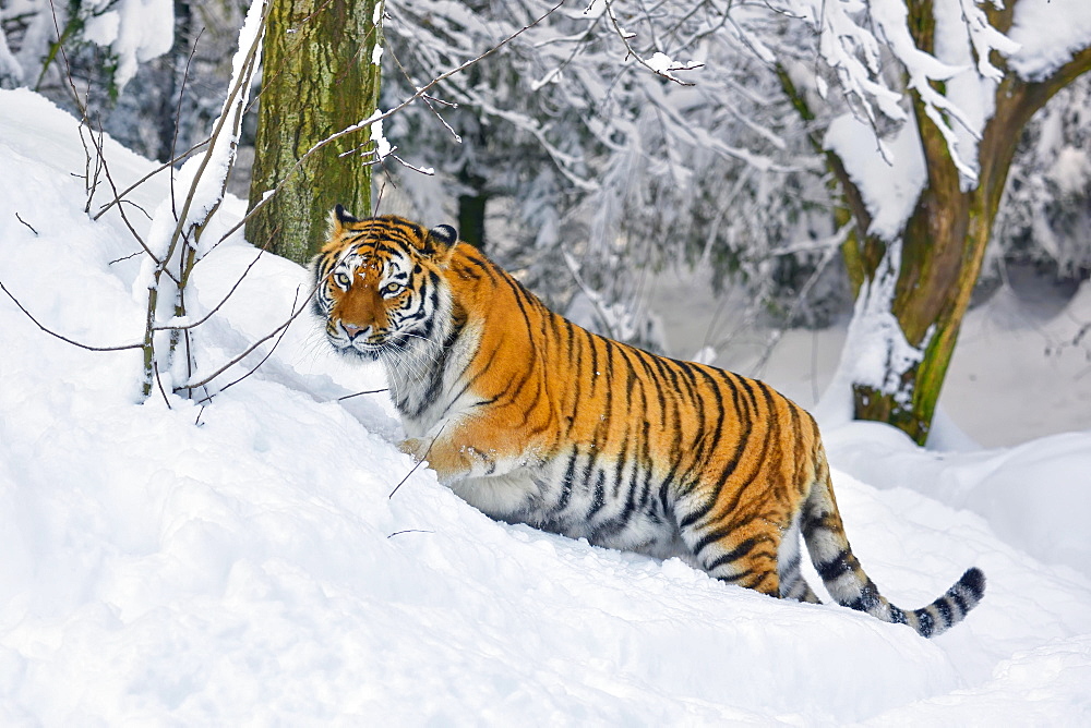 Siberian tiger (Panthera tigris altaica), runs through deep snow, captive, Switzerland, Europe