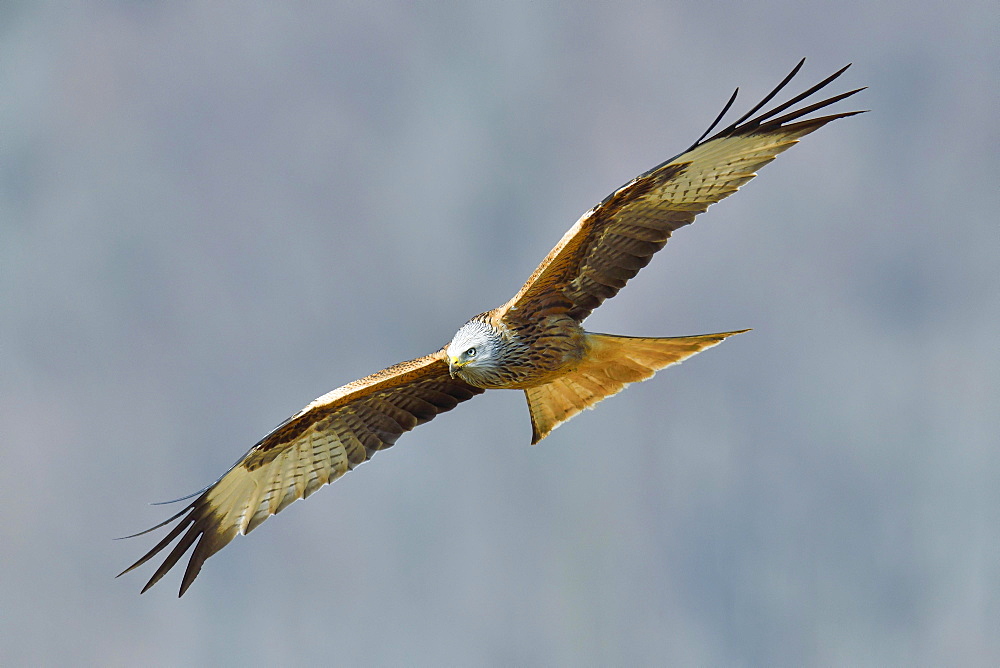 Red kite (Milvus milvus), Altvogel im Flug, Canton Zug, Switzerland, Europe