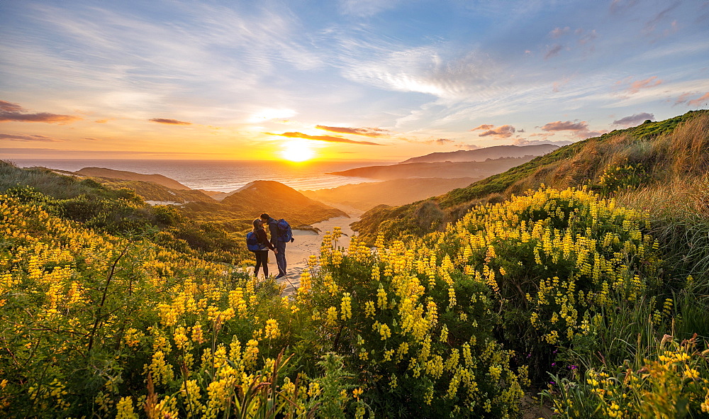 Pair at sunset, yellow lupins (Lupinus luteus) on sand dunes, view of coast, Sandfly Bay, Dunedin, Otago, Otago Peninsula, South Island, New Zealand, Oceania