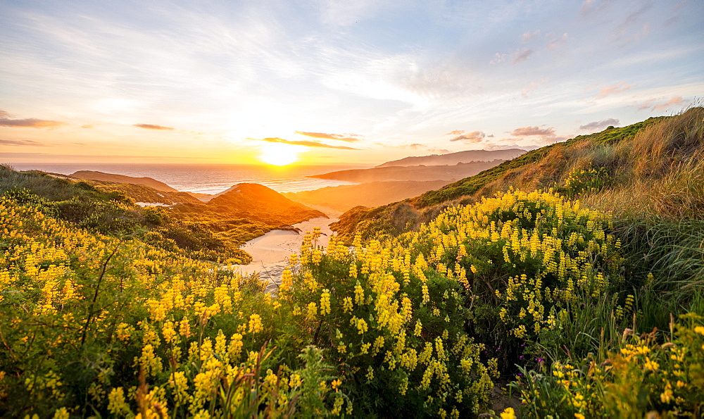 Sunset, Yellow Lupines (Lupinus luteus) on sand dunes, view of coast, Sandfly Bay, Dunedin, Otago Region, Otago Peninsula, Southland, New Zealand, Oceania