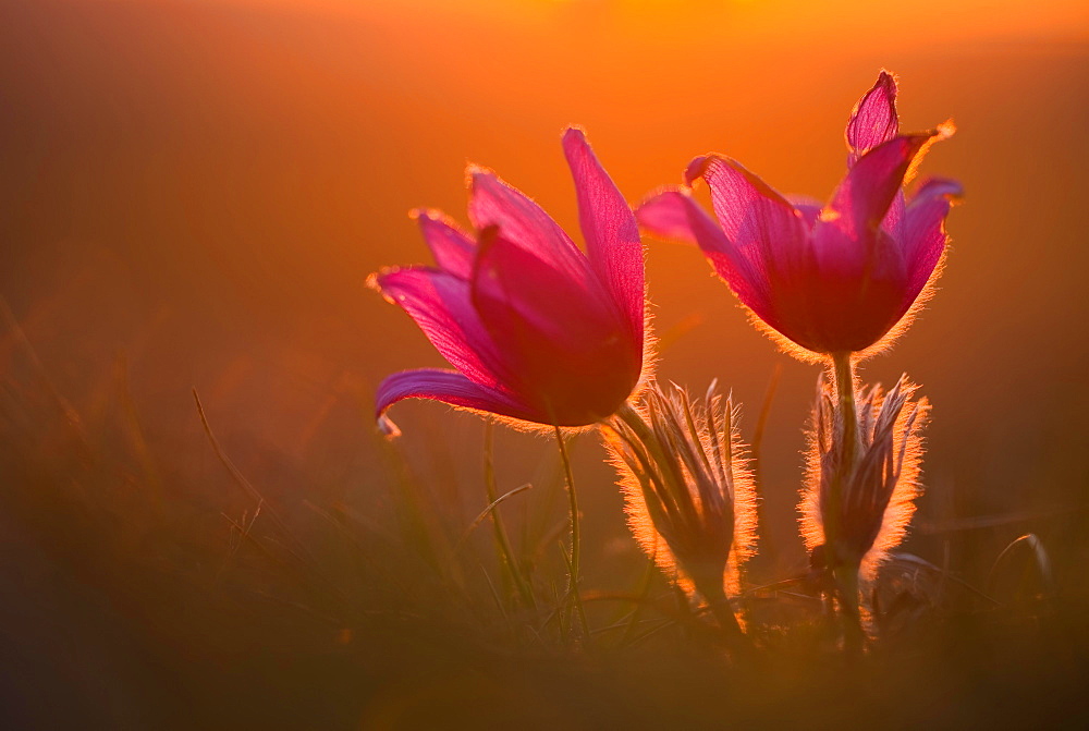 Kitchen clamps (pulsatilla vulgaris) in backlight at sunset, Bavaria, Germany, Europe