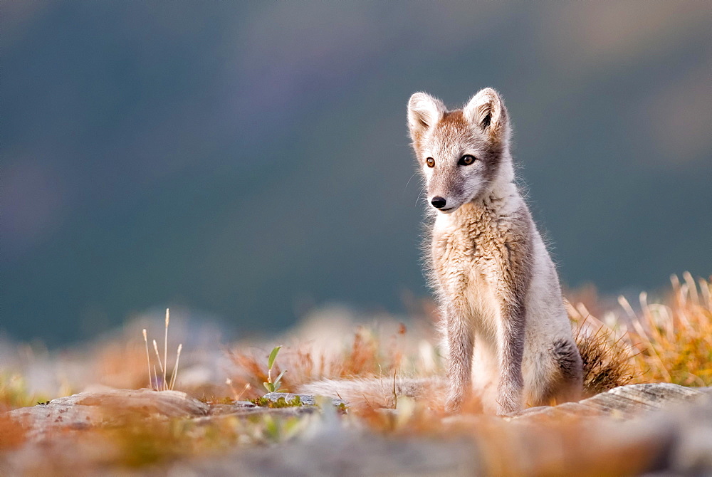 Arctic fox (alopex lagopus), alert, sitting, Dovrefjell National Park, Norway, Europe