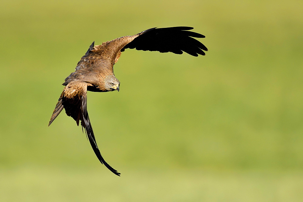 Black kite (Milvus migrans), in flight over a meadow, Canton Zug, Switzerland, Europe