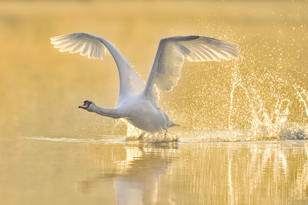 Mute swan (Cygnus olor), starts from the water in the morning light, Lake Zug, Switzerland, Europe