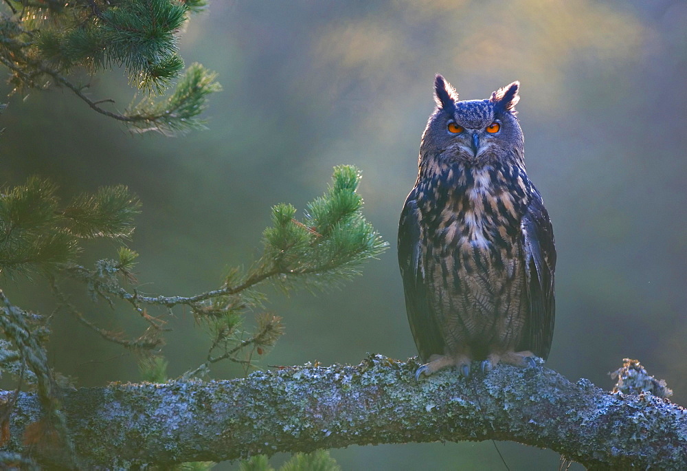 Eurasian eagle-owl (Bubo bubo), captive, at dawn, Sumava, Czech Republic, Europe