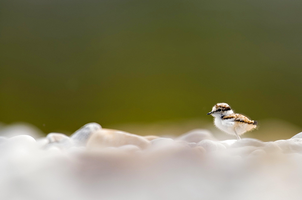 Little Ringed Plover (Charadrius-dubius), jumper, young bird in the gravel bed, Bavaria, Germany, Europe