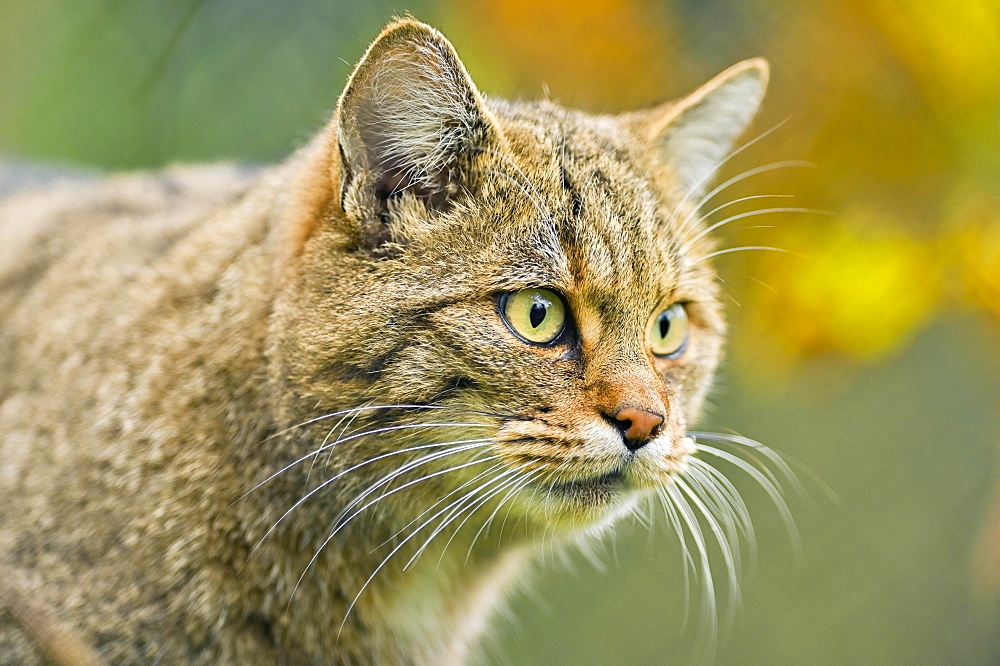 European wildcat (Felis silvestris silvestris), captive, Switzerland, Europe