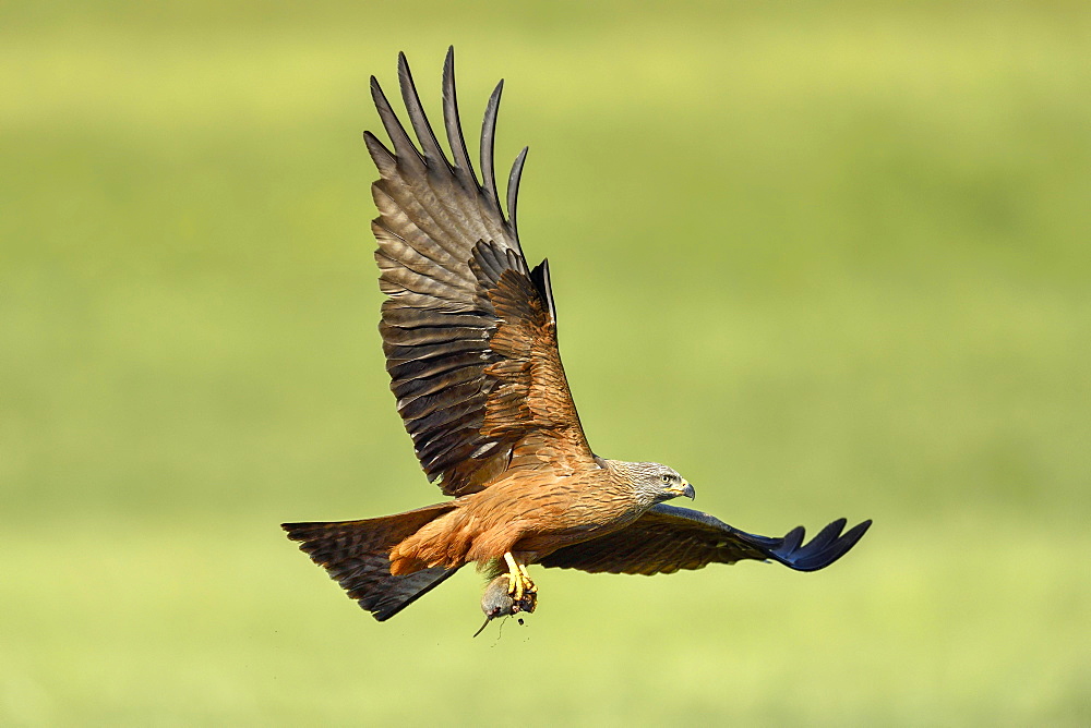 Black kite (Milvus migrans), with mouse in the catches, flying over a meadow, Canton Zug, Switzerland, Europe