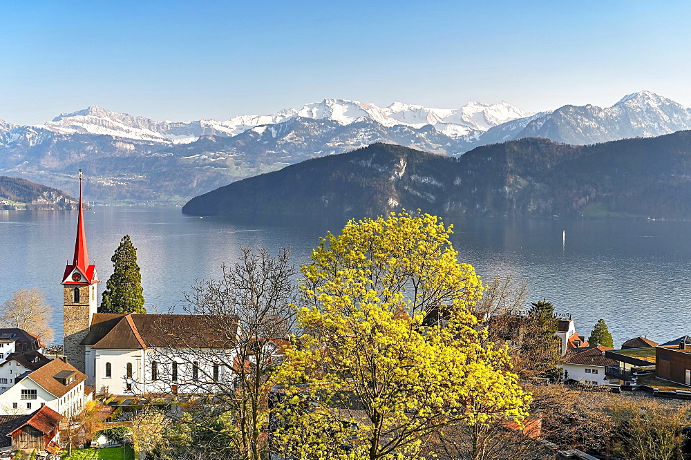 Holiday destination on Lake Lucerne with the parish church of St. Mary behind the snow-covered Alps, Weggis, Canton Lucerne, Switzerland, Europe