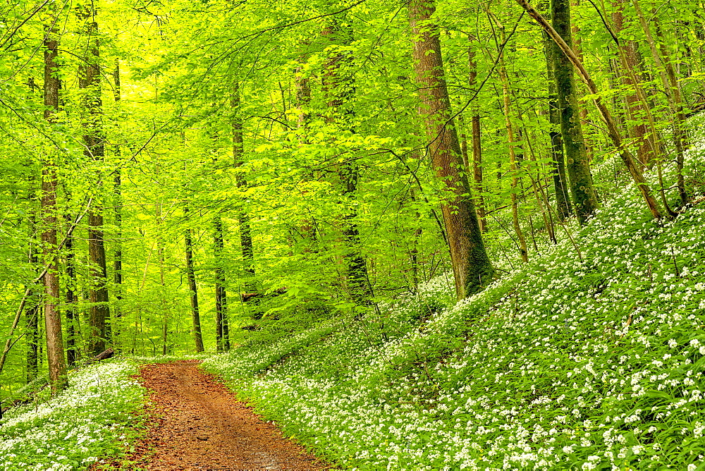 Hiking trail through Common beeches forest (Fagus sylvatica), with flowering Ramsons (Allium ursinum), Sihlwald Wilderness Park, Canton Zurich, Switzerland, Europe