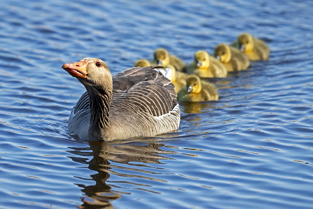 Greylag goose (Anser anser), adult bird swimming in water with many chicks, threatening, Germany, Europe