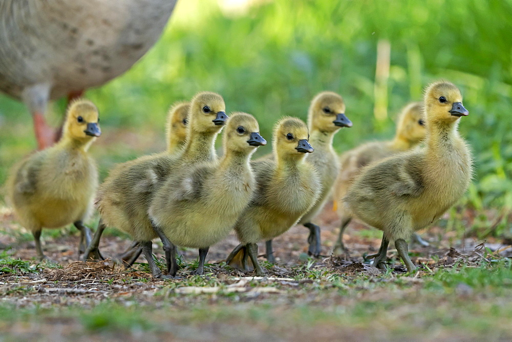 Greylag goose (Anser anser), Goose chicks run in a meadow, Germany, Europe