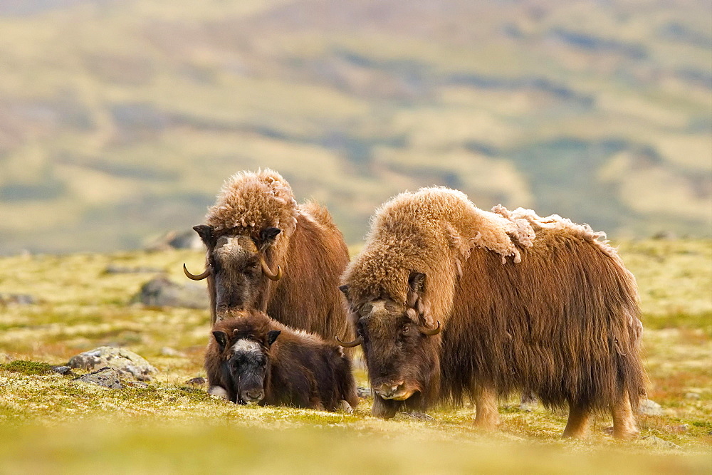 Musk oxes (Ovibos moschatus), Old animals with young animals, Dovrefjell National Park, Norway, Europe