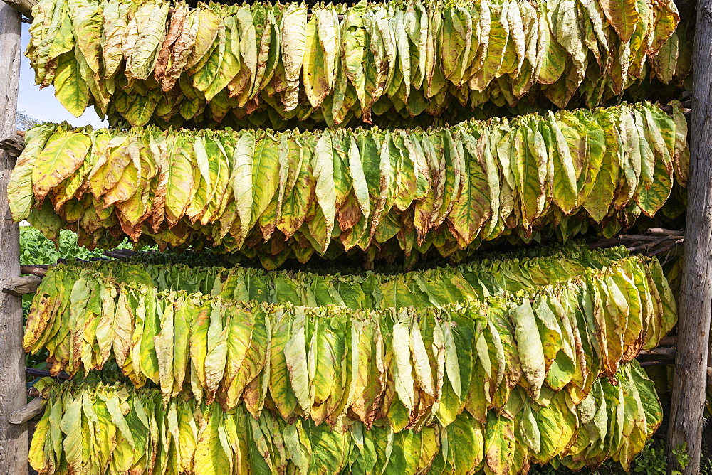 Cultivated tobacco (Nicotiana tabacum), tobacco leaves hung to dry, Pinar del Rio Province, Cuba, Central America