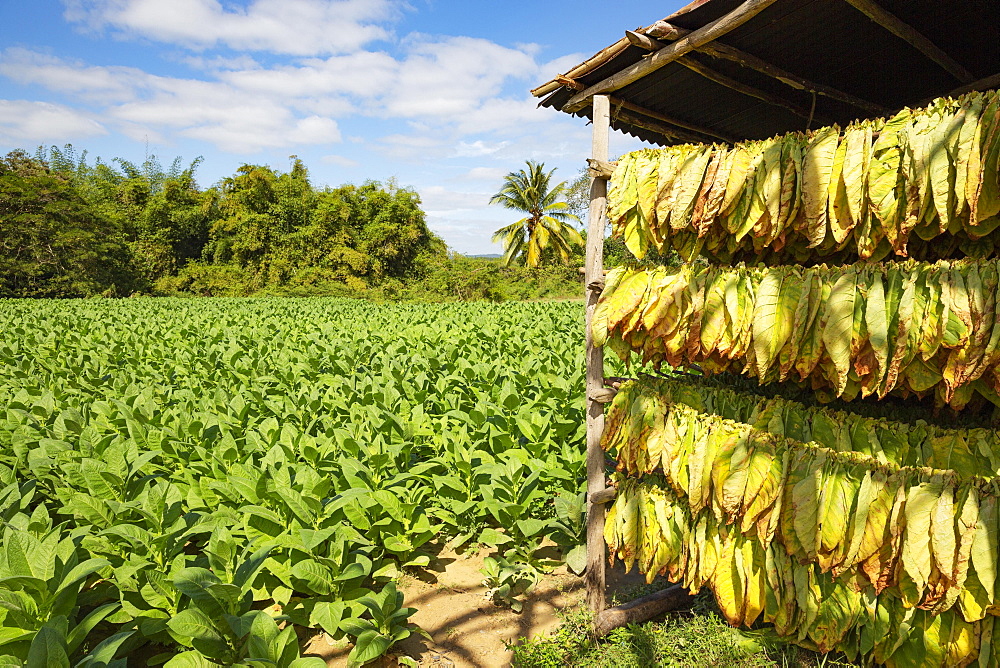 Cultivated tobacco (Nicotiana tabacum), tobacco leaves hung to dry and tobacco plantation behind, Pinar del Rio Province, Cuba, Central America