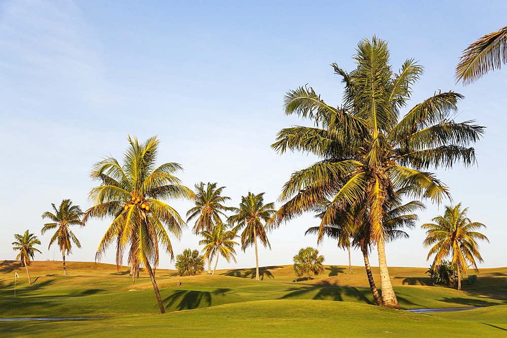 Coconut palms (Cocos nucifera) on the golf course of Varadero, Varadero, Cuba, Central America