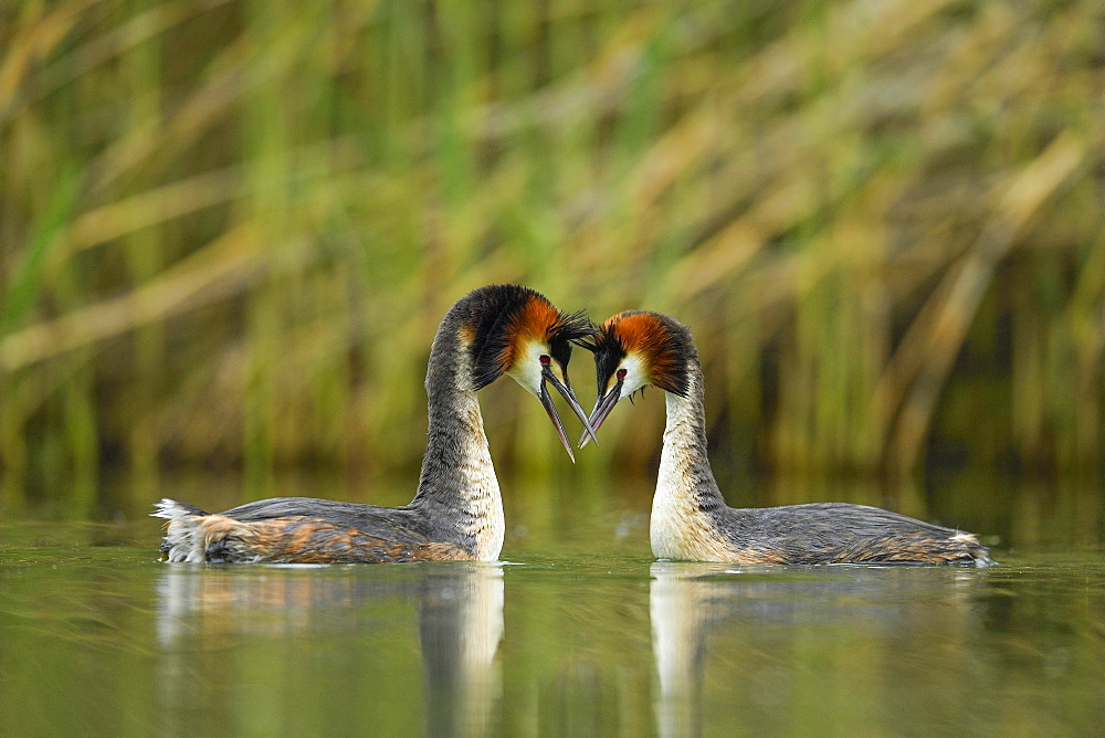 Great crested grebes (Podiceps cristatus), animal couple in the water, courtshipping, Lake Lucerne, Canton Lucerne, Switzerland, Europe