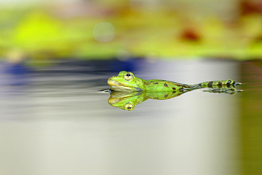 Green frog (Pelophylax esculentus) reflected on the water surface, North Rhine-Westphalia, Germany, Europe