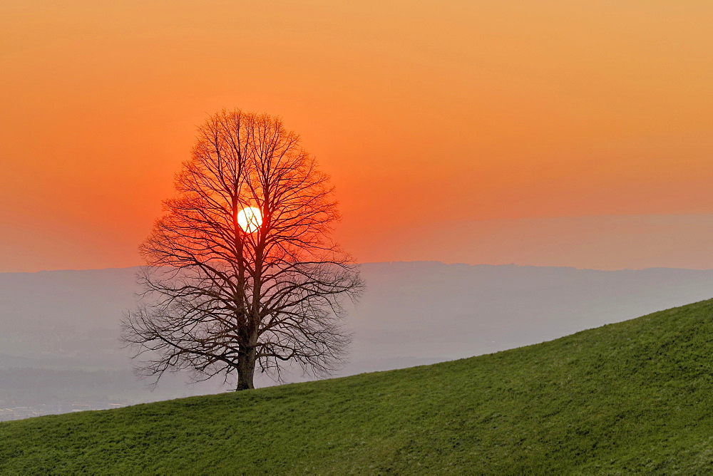 Setting sun shines through linden tree (Tilia), Canton Zug, Switzerland, Europe