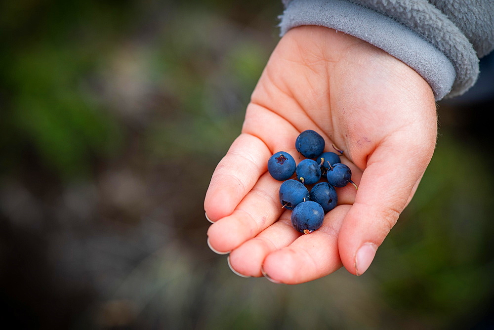 Child's hand holding ripe blueberries, blueberries (Vaccinium myrtillus), Southern Iceland, Iceland, Europe