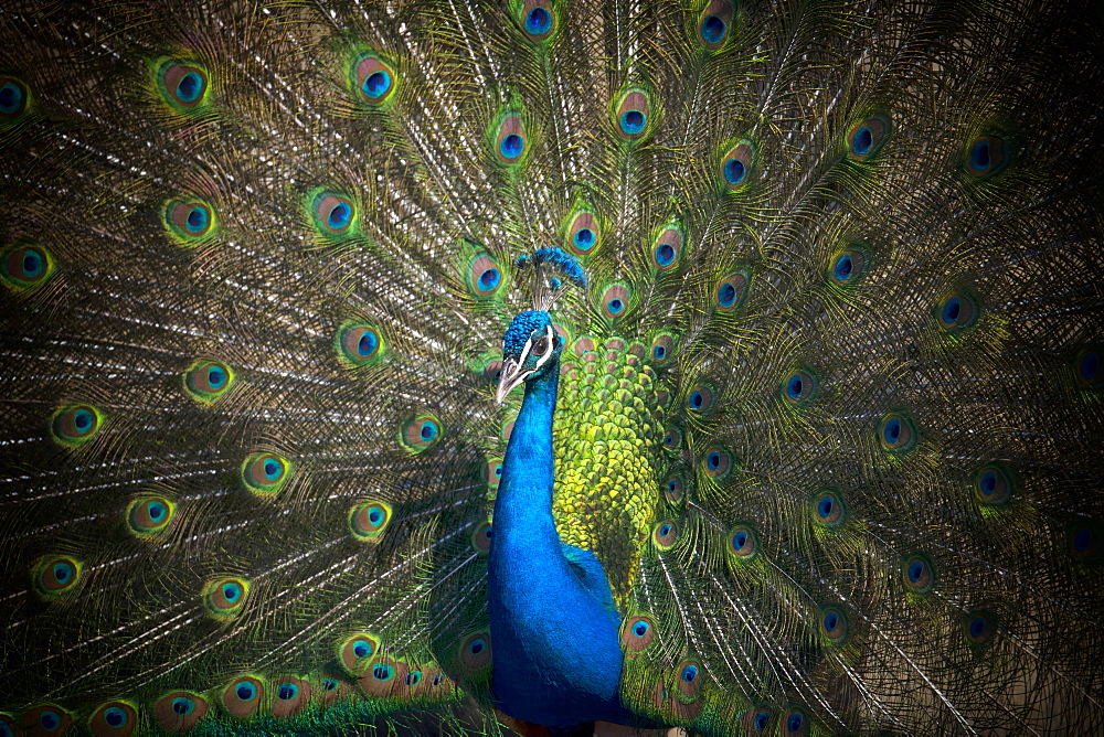 Indian peafowl (Pavo cristatus), beats the wheel, captive, Stuttgart, Baden-Wuerttemberg, Germany, Europe