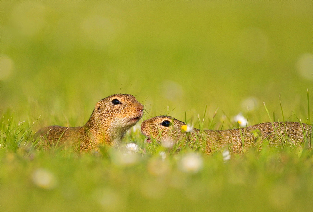 Two Suslik (Spermophilus) sniff each other on a flowering meadow, Seewinkel, Austria, Europe