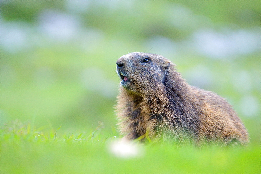 Alpine Marmot (Marmota marmota) stands attentively in a meadow, Karwendel area, Austria, Europe